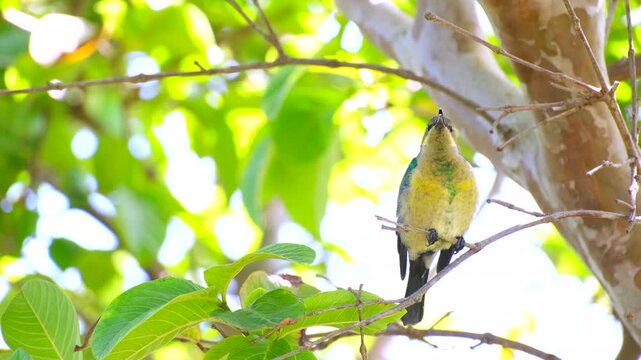 Malachite sunbird in eclipse plumage relaxed and singing in tree, telephoto