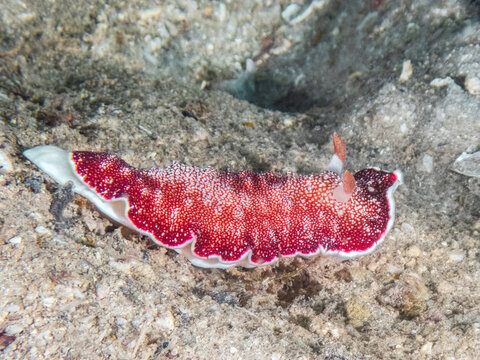 Reticulated Chromodorid Nudibranch (Goniobranchus cf. reticulatus), reefs of Kalapai Island, Malaysia, Borneo