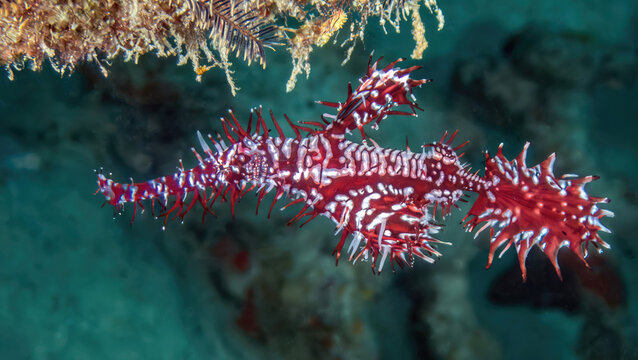 Ornate Ghost Pipefish (Solenostomus paradoxus), the reefs of Mabul Island, Sabah, Malaysia, Borneo 