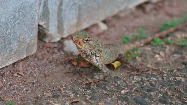 portrait of a garden lizard (Calotes versicolor)