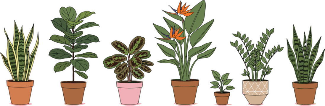 Indoor Houseplant Collection Featuring Potted Snake Plant Fiddle Leaf Fig Bird of Paradise and ZZ Plant Vector Illustration for Home Decor