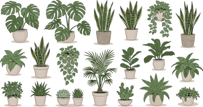 Large Indoor Houseplant Vector Bundle Featuring Potted Monstera Snake Plant Fern Cactus and Succulent Illustration Set for Modern Home Decor