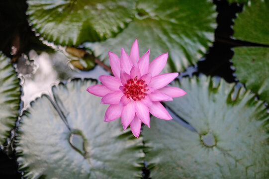 Top View of Pink Water Lily Blooming Amidst Green Lily Pads