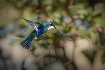 Picaflor de barbijo volando © Sergio
