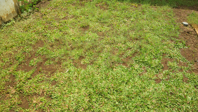 Patchy green grass lawn with bare soil spots in backyard, sunlight, natural texture background.