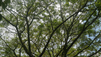 Obraz premium Tree canopy with branching limbs and fresh green leaves viewed from below against a bright sky, creating a calm outdoor atmosphere.