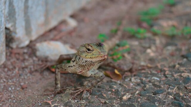 portrait of a garden lizard (Calotes versicolor)