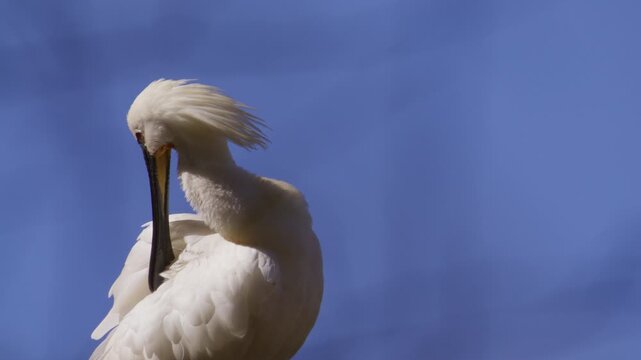 Telephoto. Conspicuous white Eurasian Spoonbill using bill to groom feathers