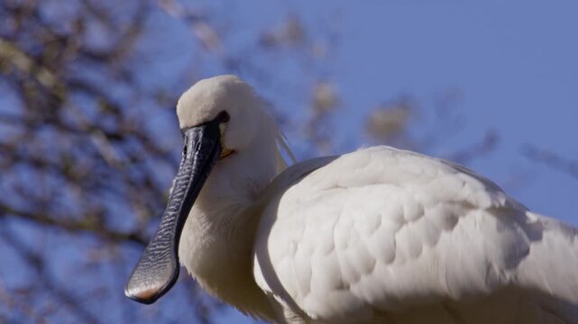 Closeup profile view, Eurasian Spoonbill with conspicuous crest grooming itself