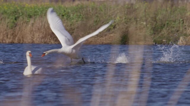 Territorial mute swan at marsh launch aggressive attack to intimidate competitor