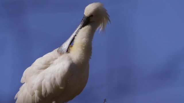 Spoonbill preening feathers with spoon-shaped bill at Driemanspolder, profile