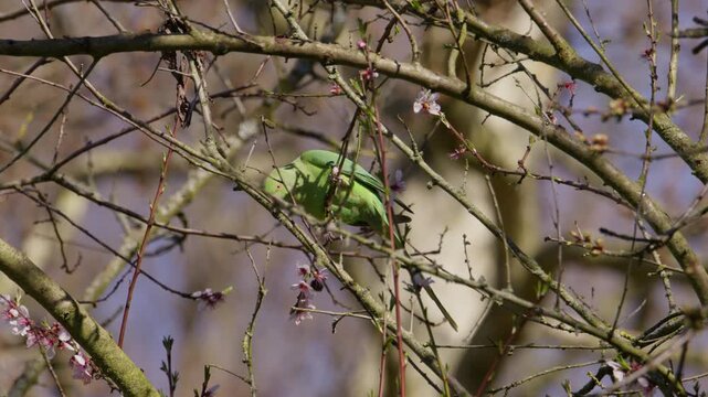 A vibrant green Rose-ringed Parakeet (Psittacula krameri) foraging among spring blossoms in the Netherlands. This invasive but well-established exotic species is a common sight in Dutch urban parks