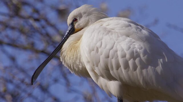 Spoonbill bird perched and fluffed up before scratching under its wing, static close up, slow motion