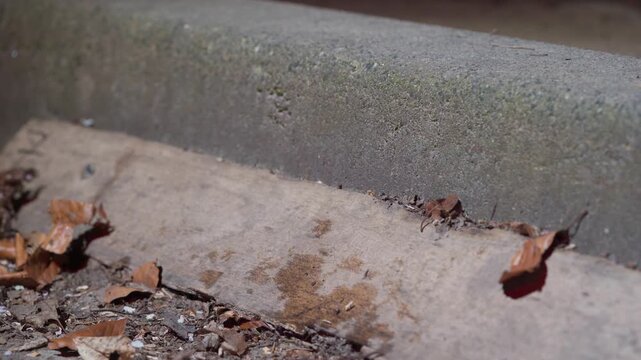 Toad Struggling Against Urban Curb Barrier With Failed Wooden Ramp Attempt, Habitat Fragmentation And Biodiversity Decline, Ground Level Shot