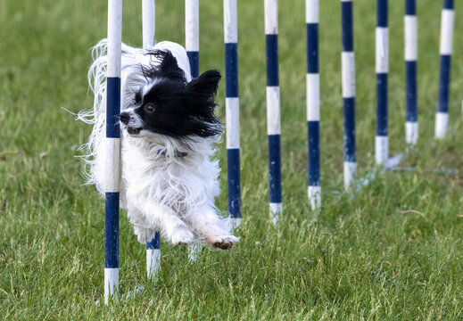 Small fluffy black and white dog running through vertical slalom poles in a dog agility competition.