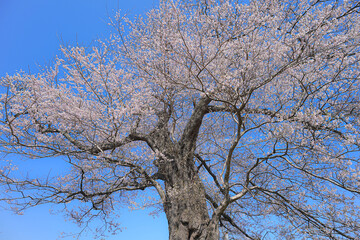 Fototapeta premium 北館桜