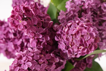 Obraz premium Blooming lilac flowers on white background, closeup