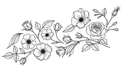 Hand drawn rose sketch collection flowers buds botanical decorative vector illustration © MdShojib