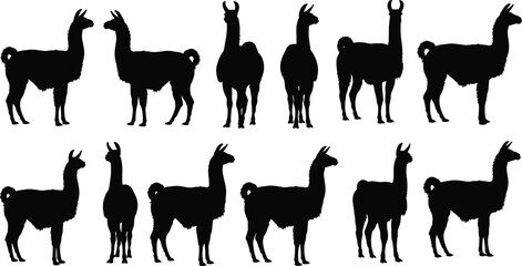 Naklejka premium Llama silhouette vector set, black animal icons, standing llama poses, farm animal illustration, minimal wildlife design, alpaca shape collection, graphic pack