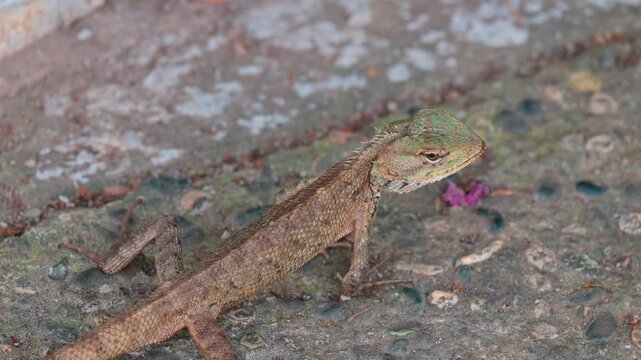 portrait of a garden lizard (Calotes versicolor)