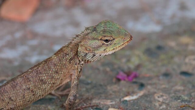portrait of a garden lizard (Calotes versicolor)