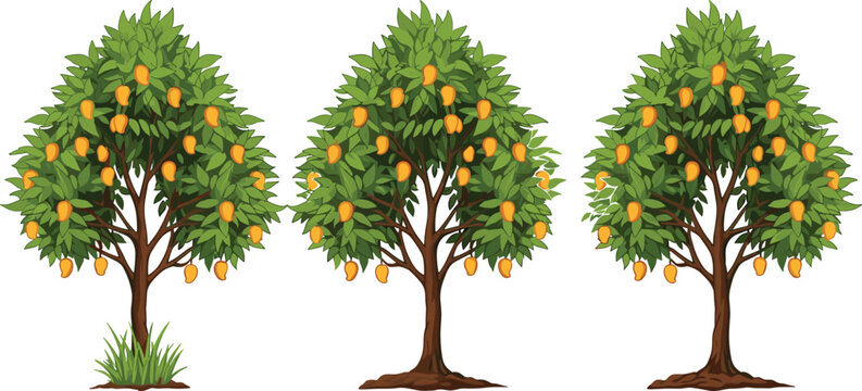 Cartoon illustration of three mango trees with ripe fruits and green foliage, agricultural farming concept, tropical fruit harvest, nature education and gardening design