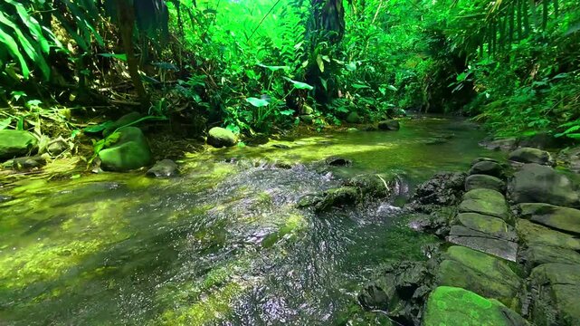 Serene rainforest river stream with lush green vegetation and clear water