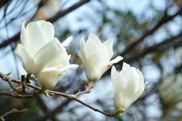 Obraz premium White magnolia flowers