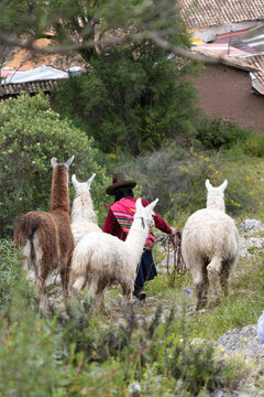 Mujer pobladora de la ciudad de Cusco acompa&ntilde;ada de sus llamas o alpacas, vicu&ntilde;as