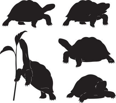 Black silhouettes of turtles and a tortoise