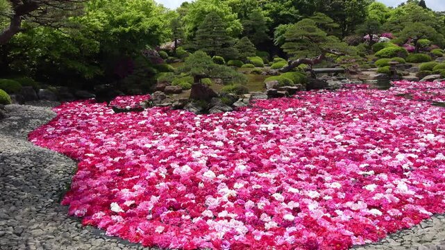 日本庭園の池に浮かぶ無数の牡丹の花  4K  島根県由志園の春の風景