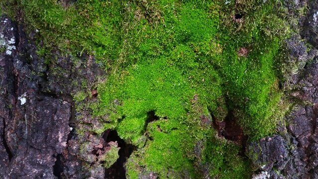 Bryophyte (moss, liverwort, hornwort) with dense green cushions on bark, thriving in humid shade with tiny leaflets and no roots or vascular tissue.