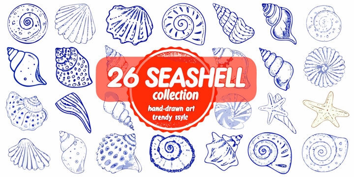 A collection of hand drawn blue seashell illustrations with a red label