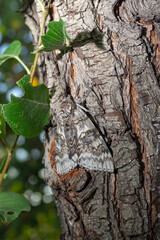 Obraz premium Catocala fraxini butterfly resting on textured tree bark with green leaves in a natural outdoor setting, showcasing its intricate wing patterns and colors