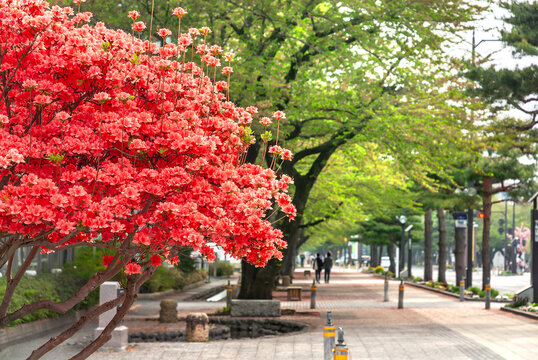十和田市の官庁街通りに咲き誇るツツジと新緑が美しい並木道の景観/Azaleas Blooming along the Tree-lined Kanchogai-dori Street in Towada City