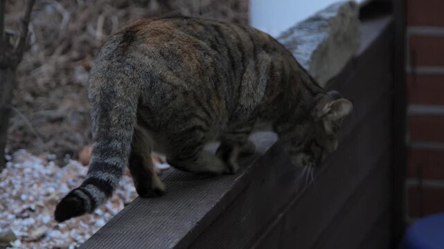 고양이, 애완 동물, 귀여운, 모피, 얼룩무늬, 가정의, 네이처, 포유동물, 어리다, 눈