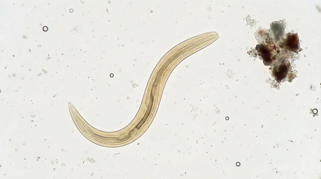 Microscopic View of a Human Parasitic Worm Essential for Medical Diagnosis and Pathology Research