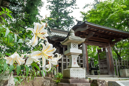 大口真神 Images – Browse 53 Stock Photos, Vectors, and Video