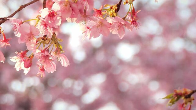 4k 夕景の河津桜のアップ1（フィクス）
