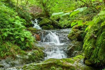 Fototapeta premium 埼玉県飯能市の棒ノ嶺登山道に沿って流れる有間川白谷沢の清らかな小滝と苔むした岩々/Small Waterfall and Mossy Rocks of the Shirayazawa Stream along the Mt. Bononore Trail