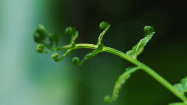 Macro curling tip of a young green fern leaf, shallow depth of field with beautiful bokeh, growth and nature concept.