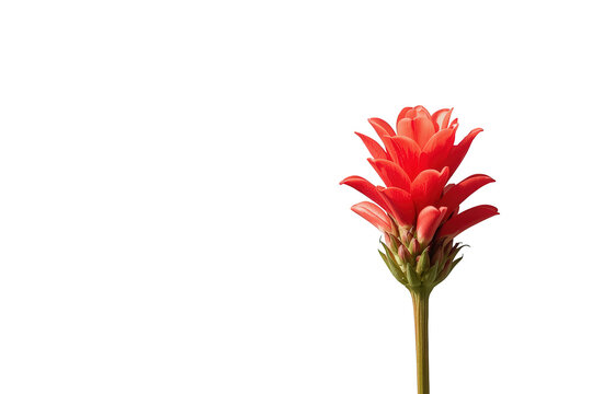 Red ginger curcuma alismatifolia flower rising, vibrant petals showing tropical botany on transparent background