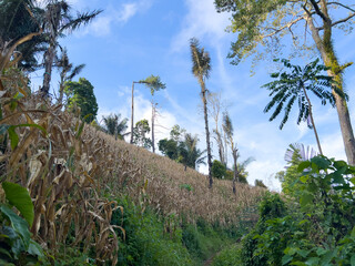 Fototapeta premium Corn Field on a Hillside with Palm Trees