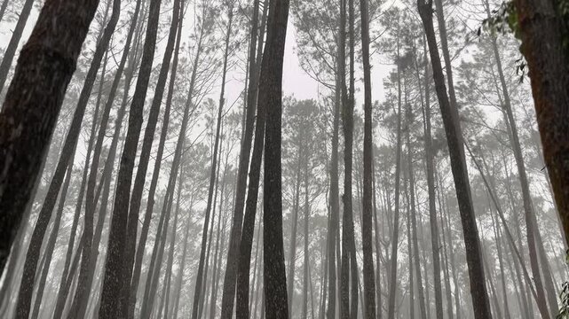 Pine wood trees forest footage video on the rain