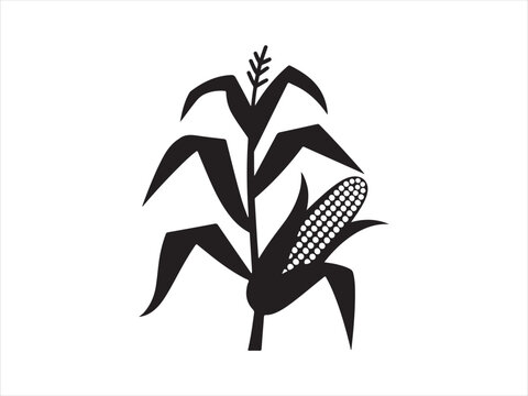 Maize Plant" Images  Browse 2,493 Stock Photos, Vectors, and Video | Adobe  Stock