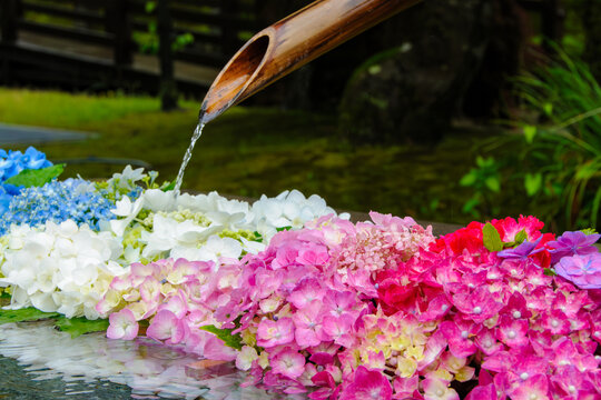 Traditional Japanese Hanachozu with colorful hydrangea flowers floating in a stone water basin at a temple.
