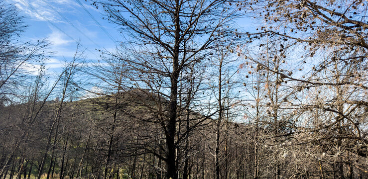 Leafless burnt trees, pine forest under blue sky. Wildfire near Athens, Greece. Bare winter branches and seed pods