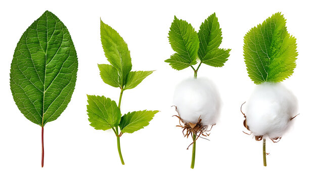 Fresh green leaves and cotton branches showcase nature beauty and diversity, highlighting vibrant colors and textures