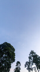 Obraz premium Trees Against a Clear Blue Sky