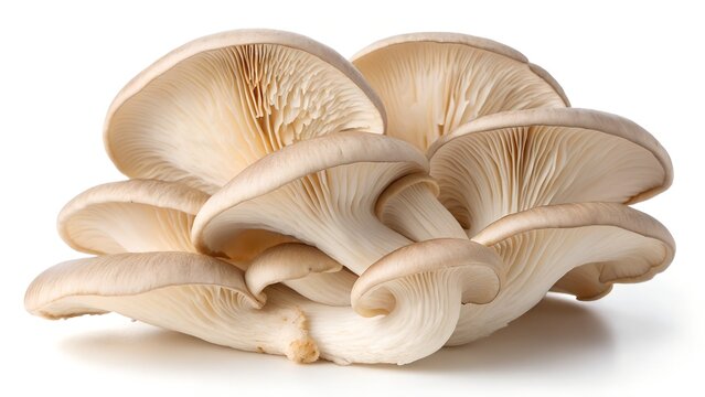A close up studio shot of a fresh cluster of oyster mushrooms isolated on a clean white background